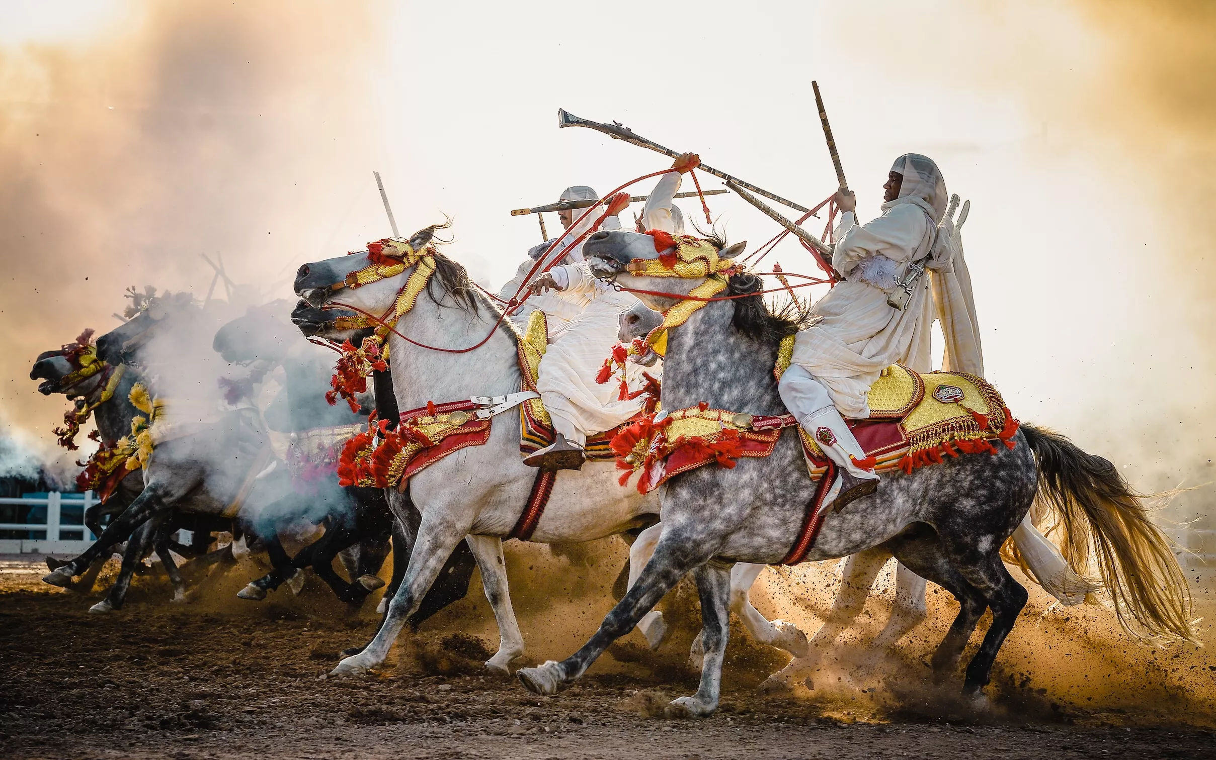 Au service de la santé du cheval au Maroc